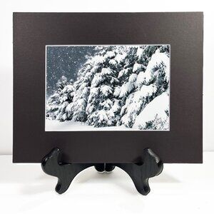SNOWY PONDEROSA PINES COLORAD 5 x 7 Photo Matted 8 x 10 Signed COA